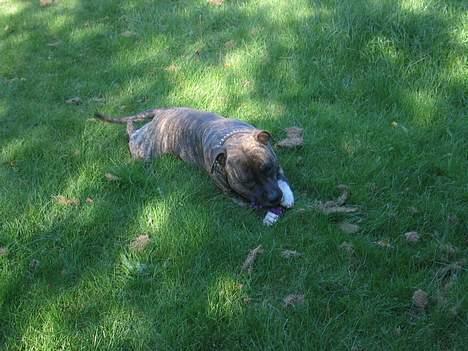 Amerikansk staffordshire terrier Dex Dexter - nyder vejrt billede 8