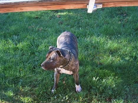 Amerikansk staffordshire terrier Dex Dexter billede 9