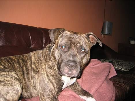 Amerikansk staffordshire terrier Dex Dexter billede 11