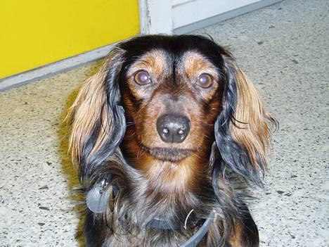 Dværggravhund Felix - 15 December 2005 billede 1