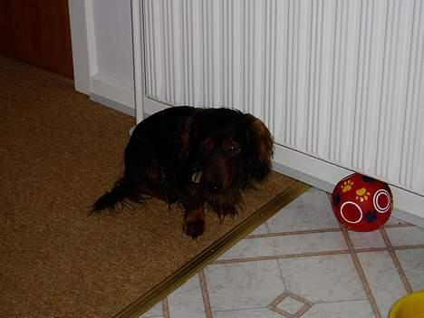 Dværggravhund Felix - Felix September 2005 billede 2