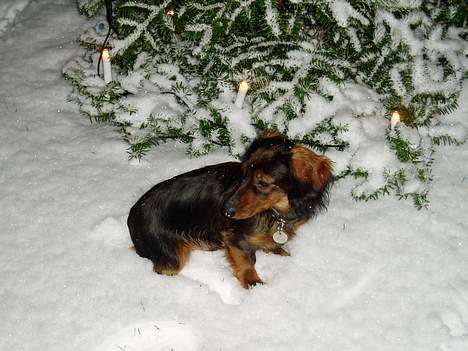 Dværggravhund Felix - Januar 2005 billede 3