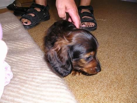 Dværggravhund Felix - 10 september 2004. 8 uger gammel,  lige hjemkommen til os billede 4