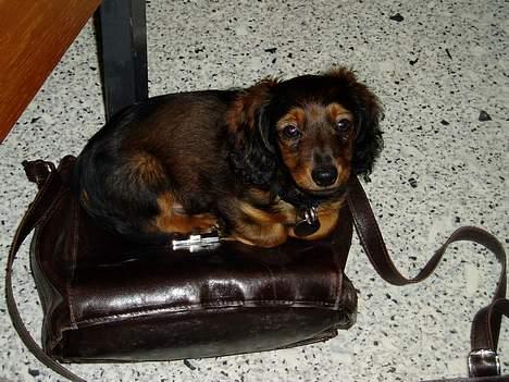 Dværggravhund Felix - En lille lur på mors taske billede 5