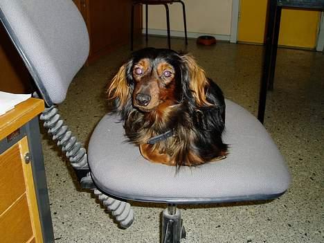 Dværggravhund Felix - Jeg låner lige mors kontorstol billede 6