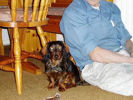 Dværggravhund Felix billede 7