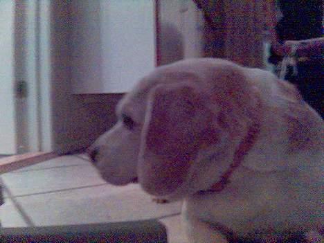 Beagle plet - hva fanden er det der er der. billede 4