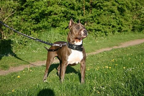 Amerikansk staffordshire terrier Blue R.I.P billede 4