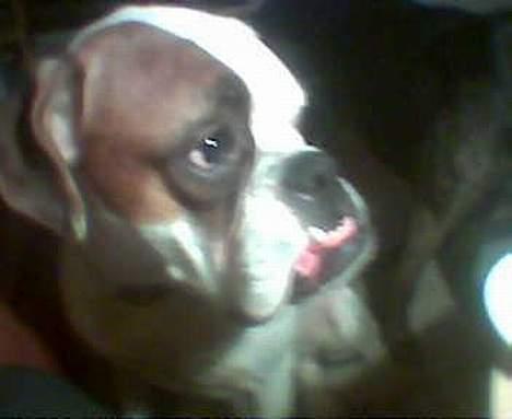 Boxer Alba billede 7