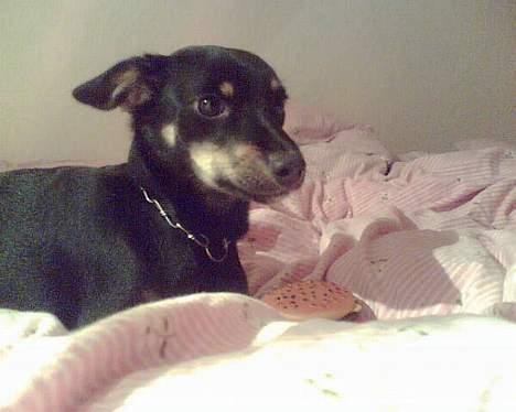 Blanding af racer Mokka billede 10