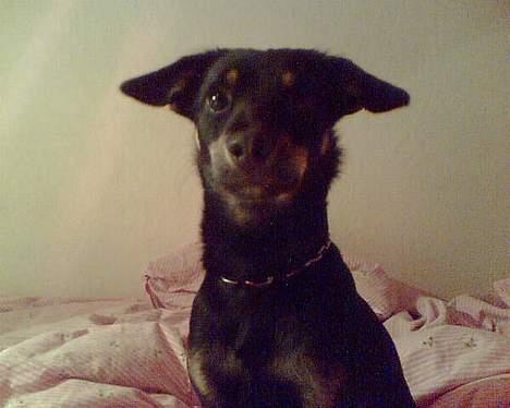 Blanding af racer Mokka billede 11