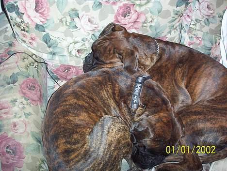 Boxer Xantos - Sofahygge med kærsten billede 4