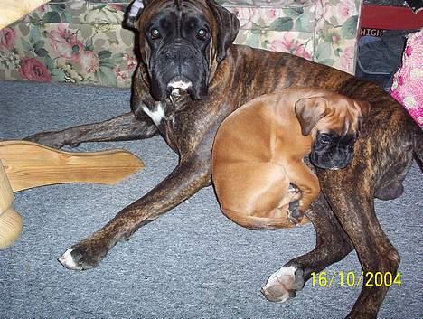 Boxer Xantos - Hvem har lukket den " orm " ind ? billede 5