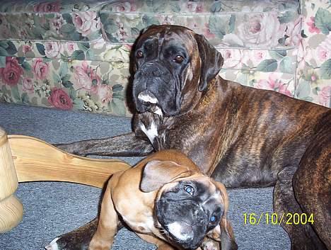 Boxer Xantos - MOR få så den " orm " til at gå væk !!!! billede 6