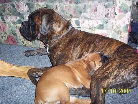 Boxer Xantos - Hmmmm det er da lidt hyggeligt alligevel  billede 7