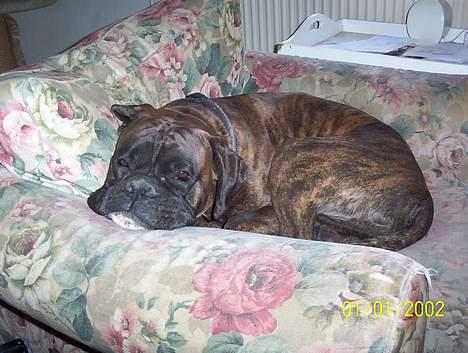 Boxer Xantos - Aya er her ikke så lige en lille låner af stolen billede 8