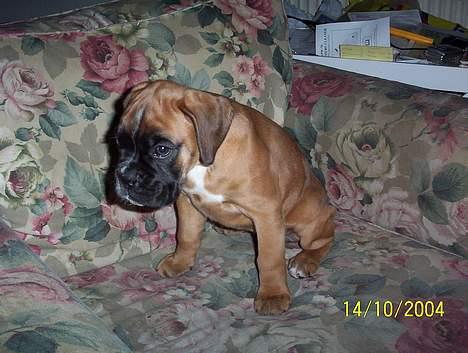 Boxer Bina - Var det her jeg skulle tisse ??? billede 1