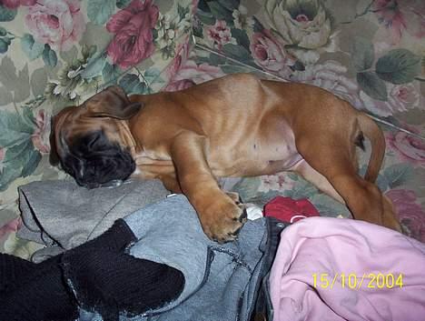 Boxer Bina - Træt , træt , træt billede 2