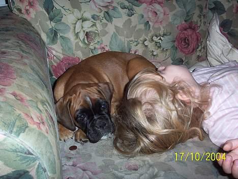 Boxer Bina - 2 trætte tøser billede 3