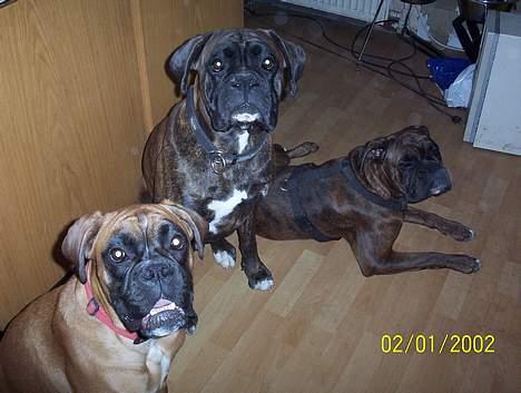 Boxer Bina - BLIV nu færdig MOR vi skal ud og lege !!! billede 4