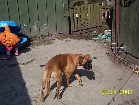 Boxer Bina - Er der mon noget jeg kan æde ????? billede 5