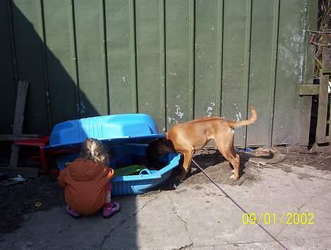 Boxer Bina - Hvad er der her i ???? billede 6