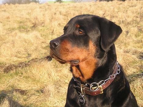 Rottweiler Balou - Balou d. 12/2 - 2006 billede 18