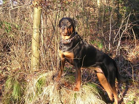 Rottweiler Balou - Balou d. 12/2- 2006 billede 19