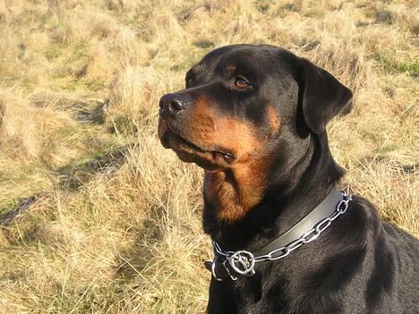 Rottweiler Brown Emma's Jessie - Jessie d. 12/2-06 billede 12