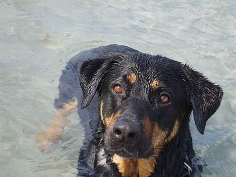 Blanding af racer Chanel billede 1