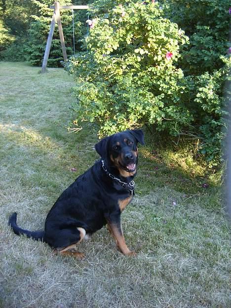 Blanding af racer Chanel billede 2