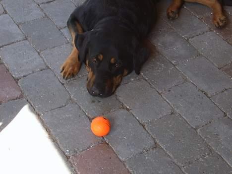 Blanding af racer Chanel billede 3