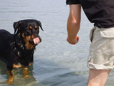 Blanding af racer Chanel billede 4