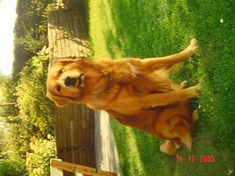 Golden retriever Baloo Hvil I FRED 28-9-07 billede 10