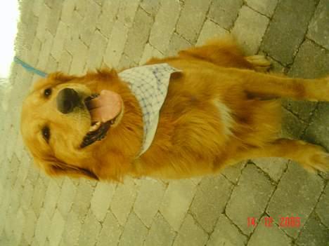 Golden retriever Baloo Hvil I FRED 28-9-07 billede 11