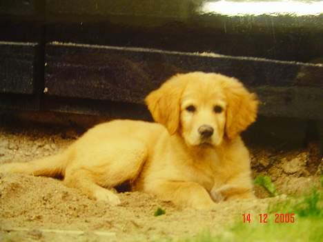 Golden retriever Baloo Hvil I FRED 28-9-07 billede 12