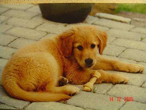 Golden retriever Baloo Hvil I FRED 28-9-07 billede 13