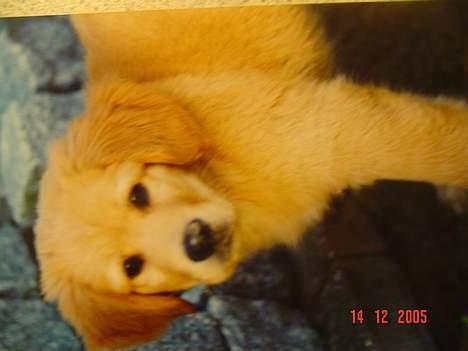 Golden retriever Baloo Hvil I FRED 28-9-07 billede 14