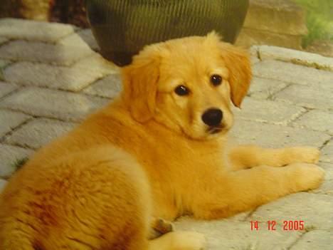 Golden retriever Baloo Hvil I FRED 28-9-07 billede 15