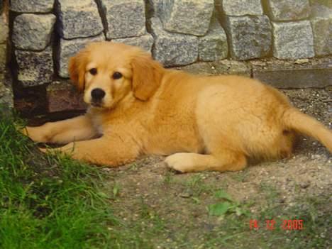 Golden retriever Baloo Hvil I FRED 28-9-07 billede 16