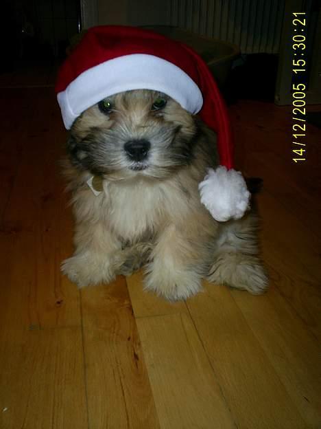 Lhasa apso Buller - ja, hvad man må finde sig i... men GOD JUL!!! billede 10