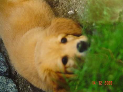 Golden retriever Baloo Hvil I FRED 28-9-07 billede 17