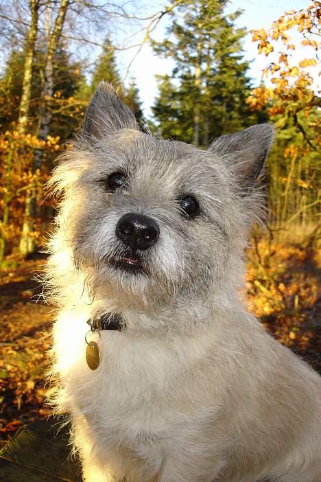 Cairn terrier Hannibal *3.2.98 - 14.10.11* - Hannibal december 2005 billede 17