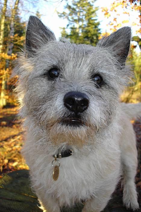 Cairn terrier Hannibal *3.2.98 - 14.10.11* - Hi, hi, jeg kommer lige lidt tættere på ;o) billede 18