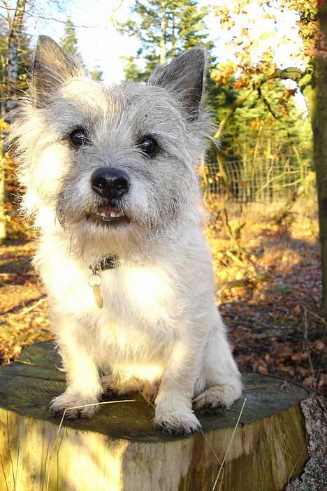 Cairn terrier Hannibal *3.2.98 - 14.10.11* - Nu sidder jeg fint  billede 19