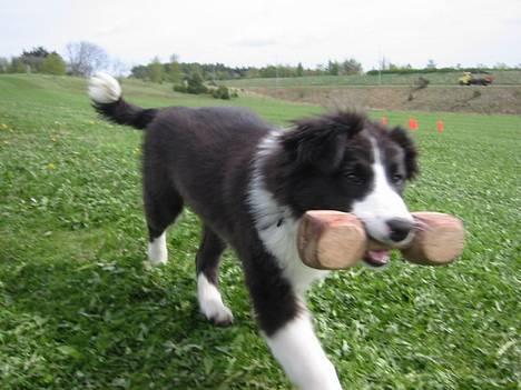 Border collie Aya *15.1.2003 - 12.1.2016* - Jeg var et naturtalent til apport... hi hi billede 19