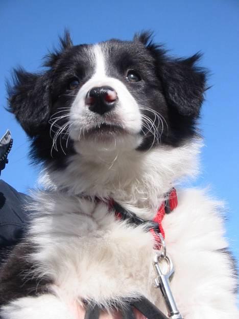 Border collie Aya *15.1.2003 - 12.1.2016* - Så sød var jeg 8 uger gammel:o) billede 20