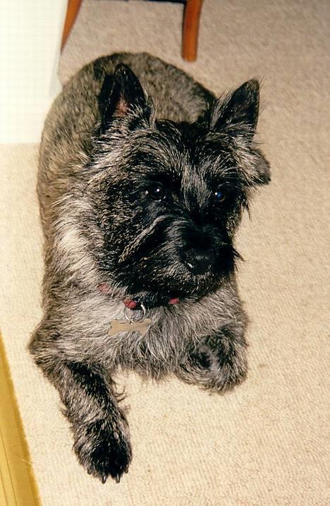 Cairn terrier Jack *11.12.96 - 17.7.13* - Hygger mig.... billede 14