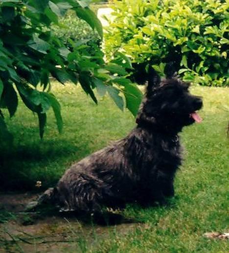 Cairn terrier Jack *11.12.96 - 17.7.13* - En plads i skyggen på en varm dag :o) billede 15