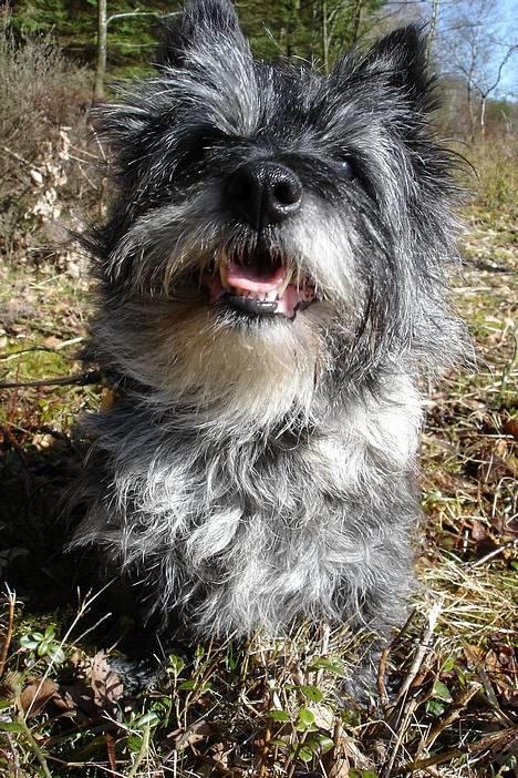 Cairn terrier Jack *11.12.96 - 17.7.13* - En daglig dag ved Mossø billede 16